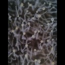 Come funziona la coordinazione miceliare nei funghi