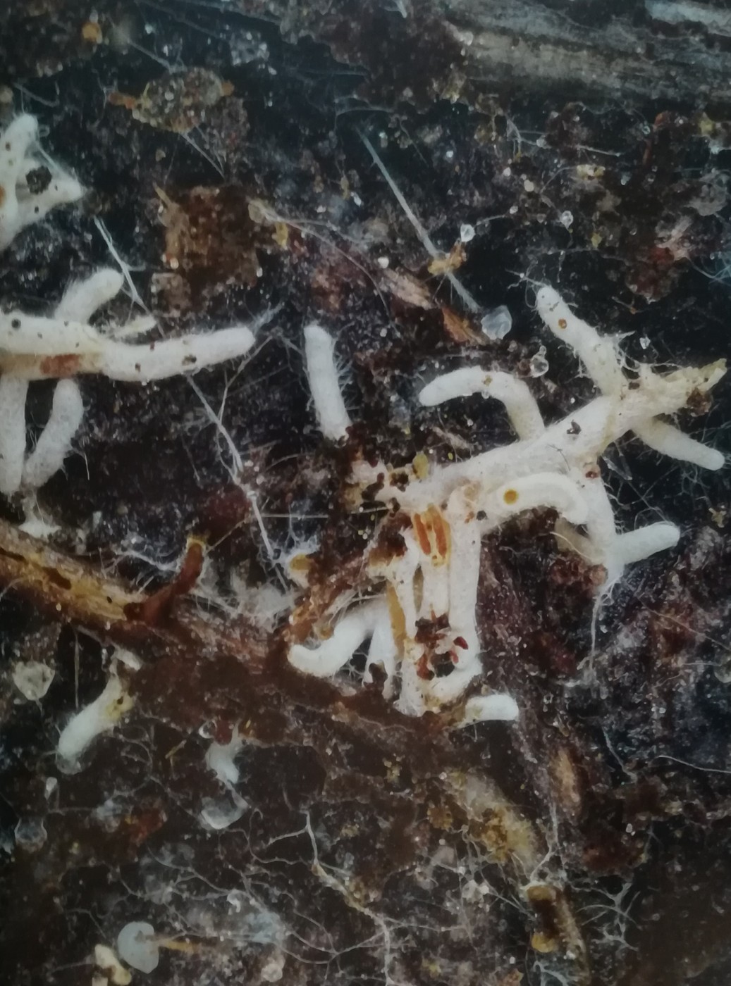 Quercia micorizzata. Gli apici delle radici sono racchiusi all’interno di tasche costituite dall’intreccio delle ife