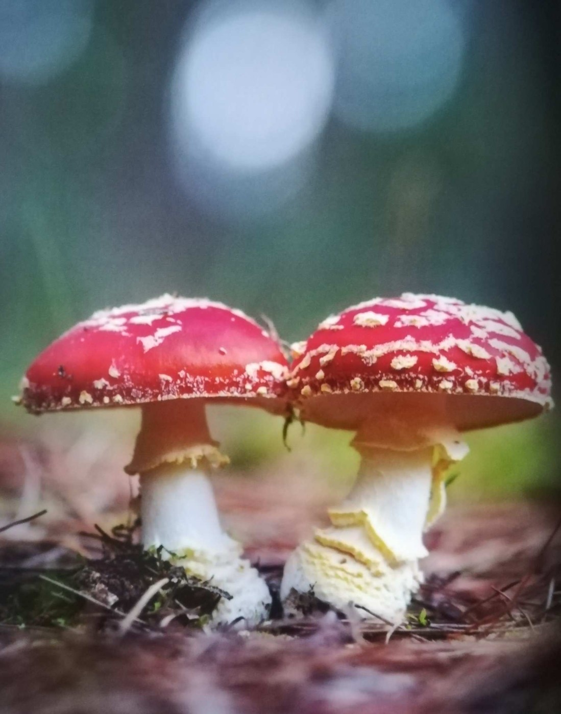 La famosa Amanita muscaria, o ovolo malefico