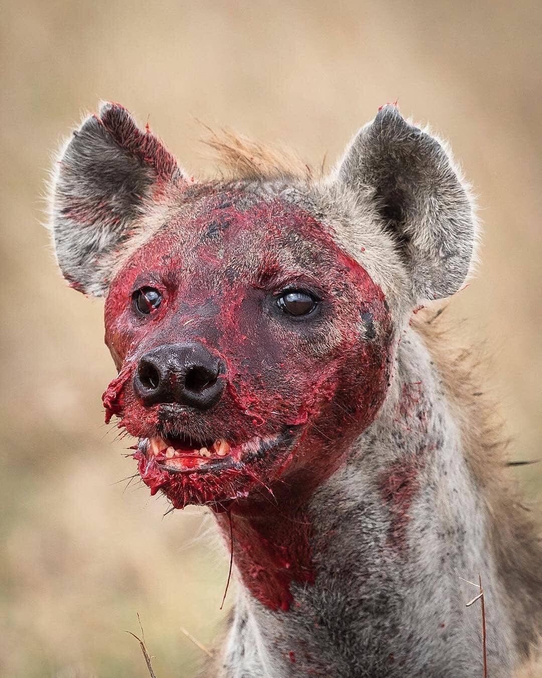 una iena con il volto pieno di sangue