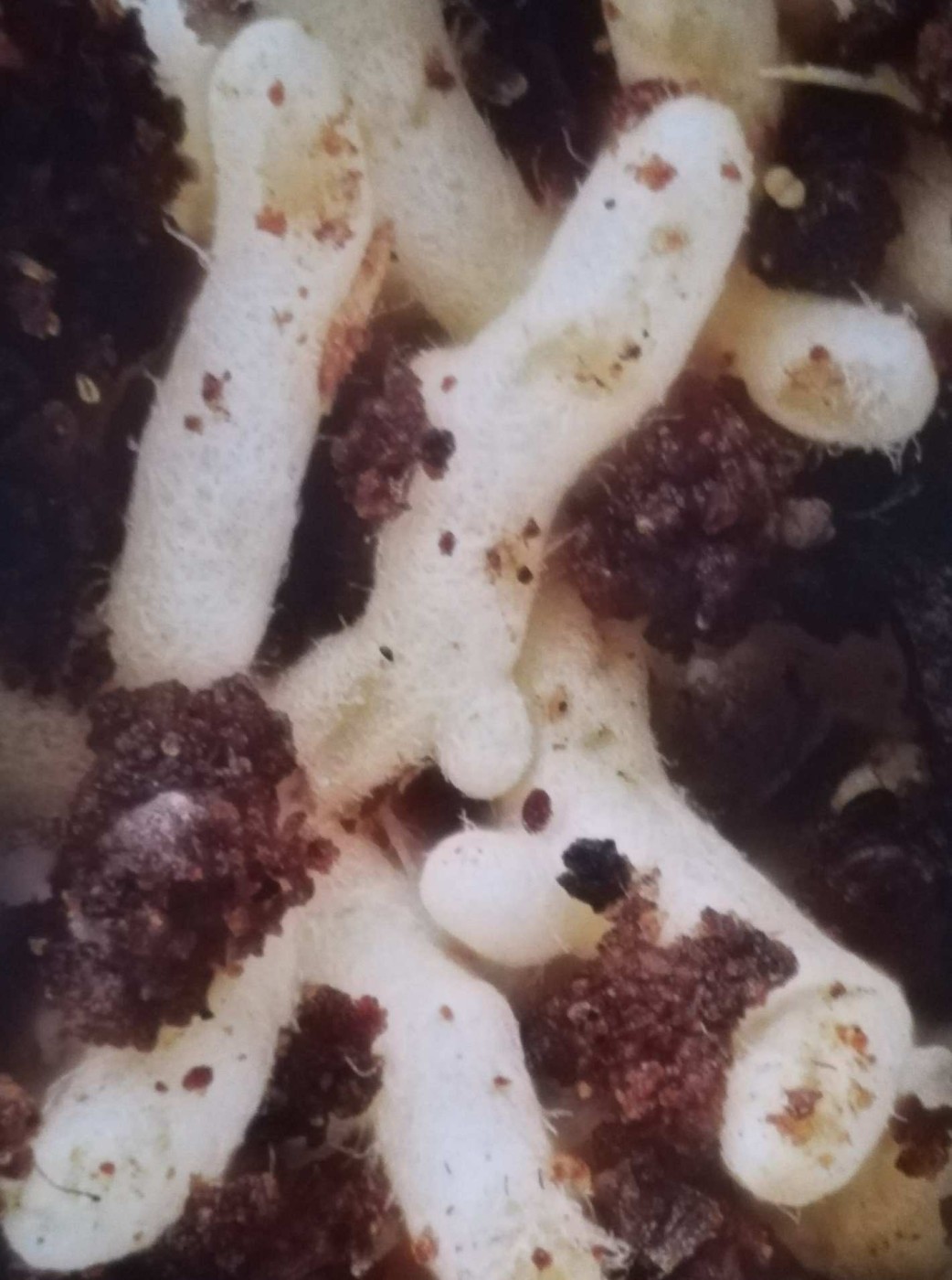 Quercia micorrizzata. Gli apici delle radici sono racchiusi all’interno di vere e proprie tasche