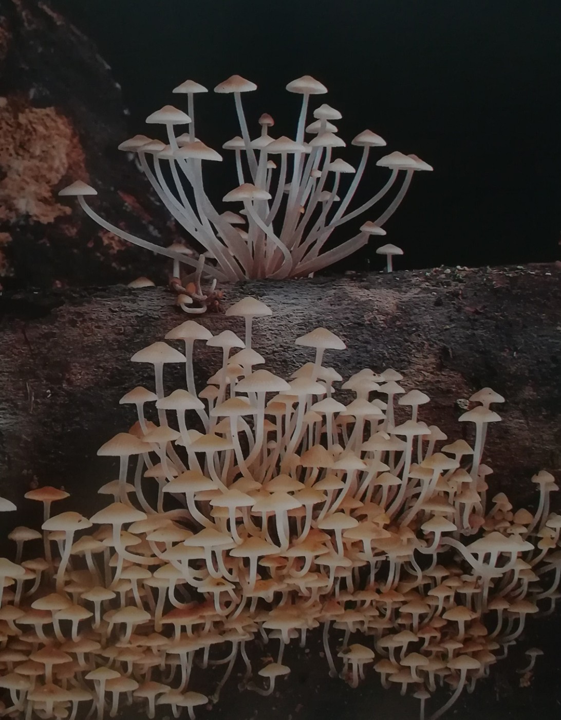 Mycena manipolaris, un fungo della carie del legno, impegnato a divorare un tronco 