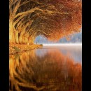 Il riflesso degli alberi sull’acqua e la magia dei colori 