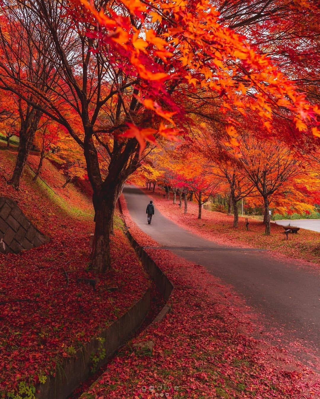 en otoño los árboles se vuelven rojos y anaranjados