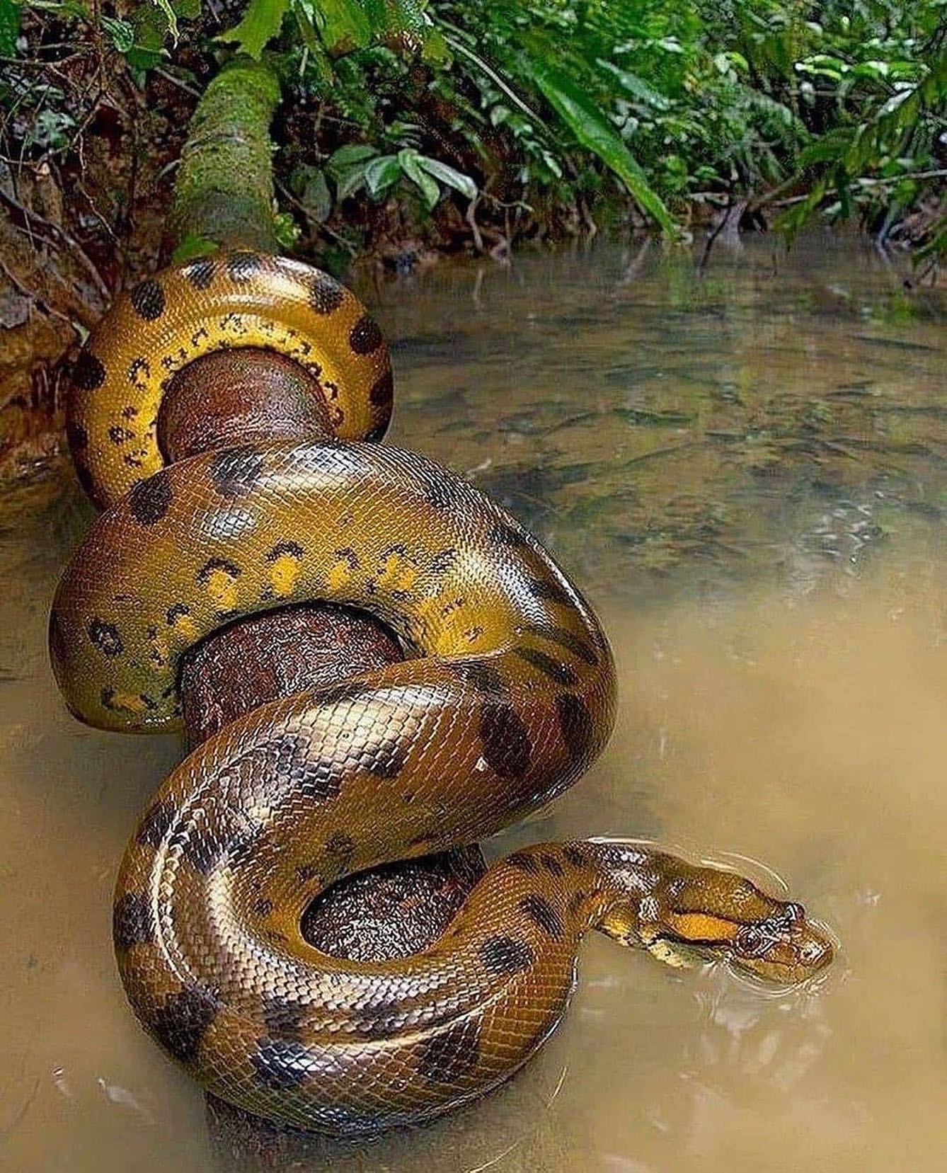 Un anaconda paurosamente molto vicina