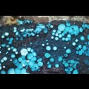 I funghi sono prolifici dal punto di vista farmaceutico