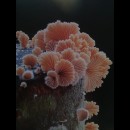 I funghi sono una chiave per comprendere il pianeta in cui viviamo