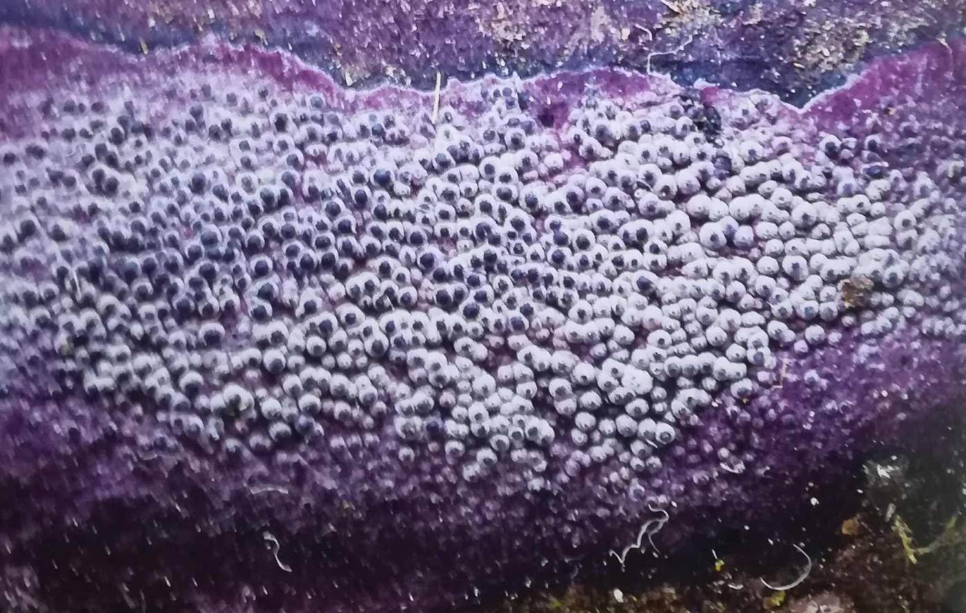Specie di fungo della carie del legno che si ciba di un pezzo di tronco nella Reserva Los Cedros virgole in Ecuador