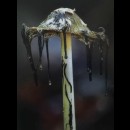 I funghi usano le spore come le piante usano i semi: per diffondersi