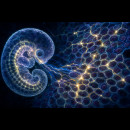 I segnali elettrici che insegnano alle cellule come costruire il corpo