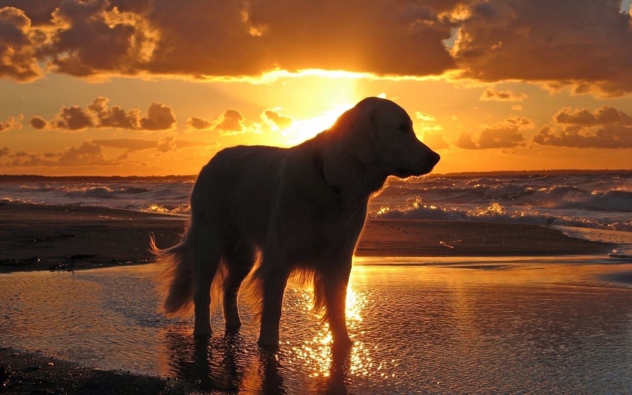 tramonto ma ancora in spiaggia a giocare e divertirsi
