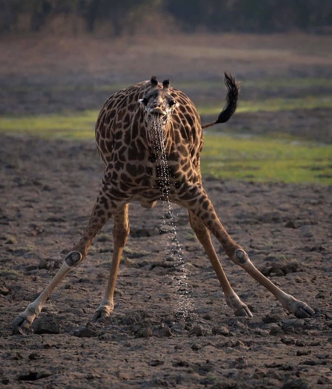 Una giraffa beve da una pozza ormai in secca