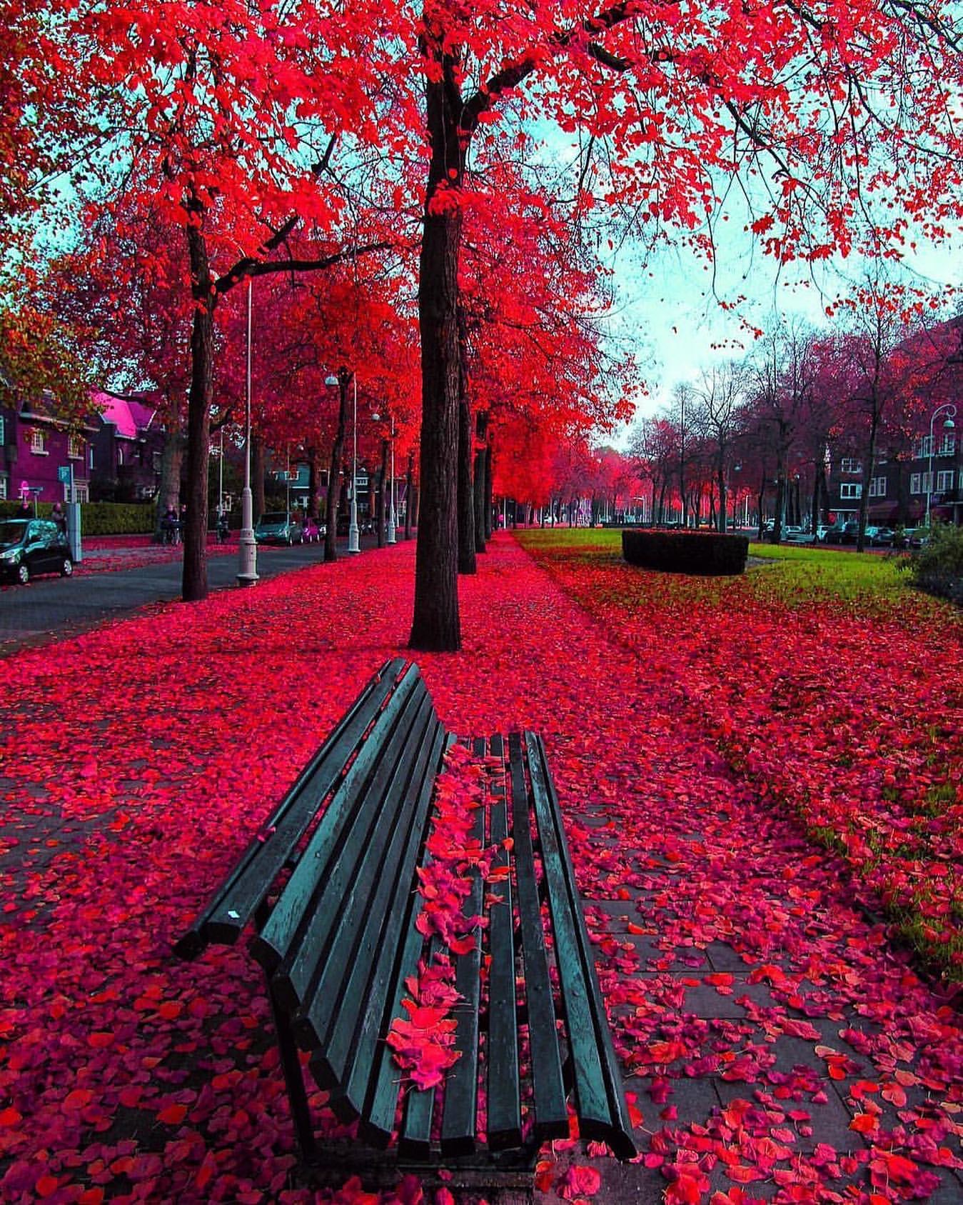 un tappetto di foglie rosse ricopre il viale