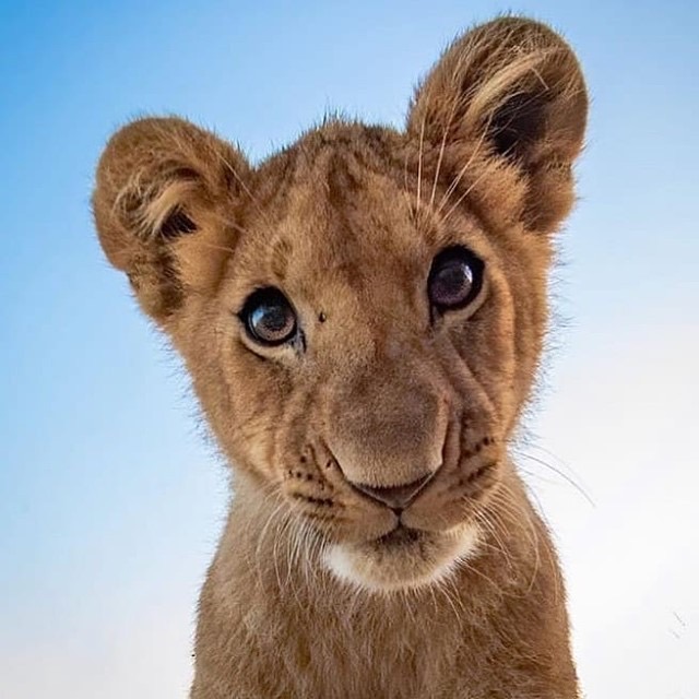 Un cucciolo di leone si avvicina incuriosito