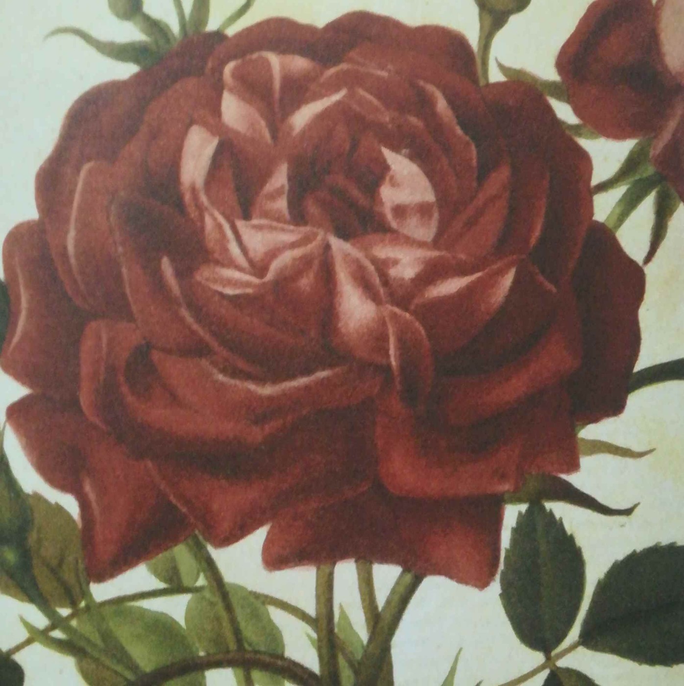 Rosa: emblema dell’amore e fragranza floreale più amata