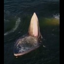 La bocca spalancata della balena