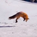 La volpe cattura una preda sotto la neve