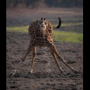 Le giraffe stanno scomparendo. Le giraffe sono sull’orlo dell’estinzione