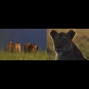 le leonesse "del branco della palude" dominatrici del Masai Mara