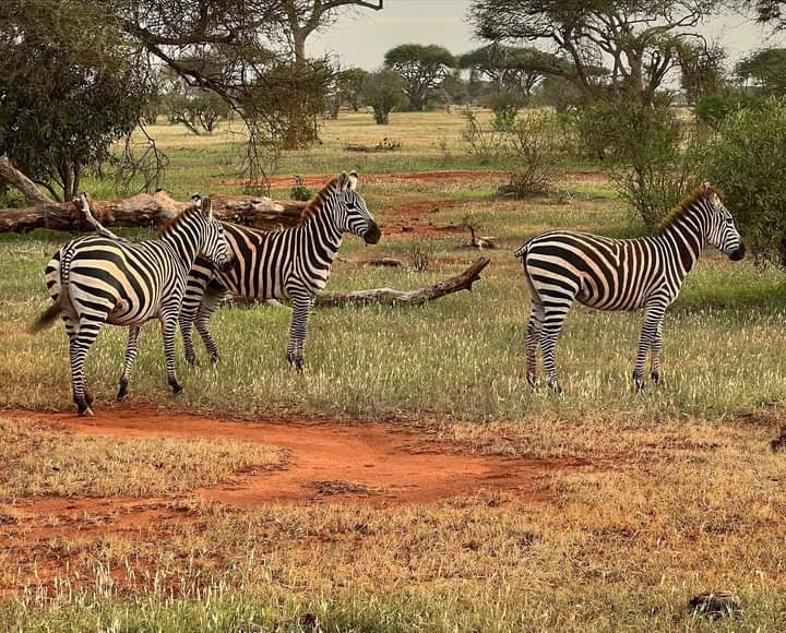 delle zebre sempre allerta nel captare qualsiasi strano rumore