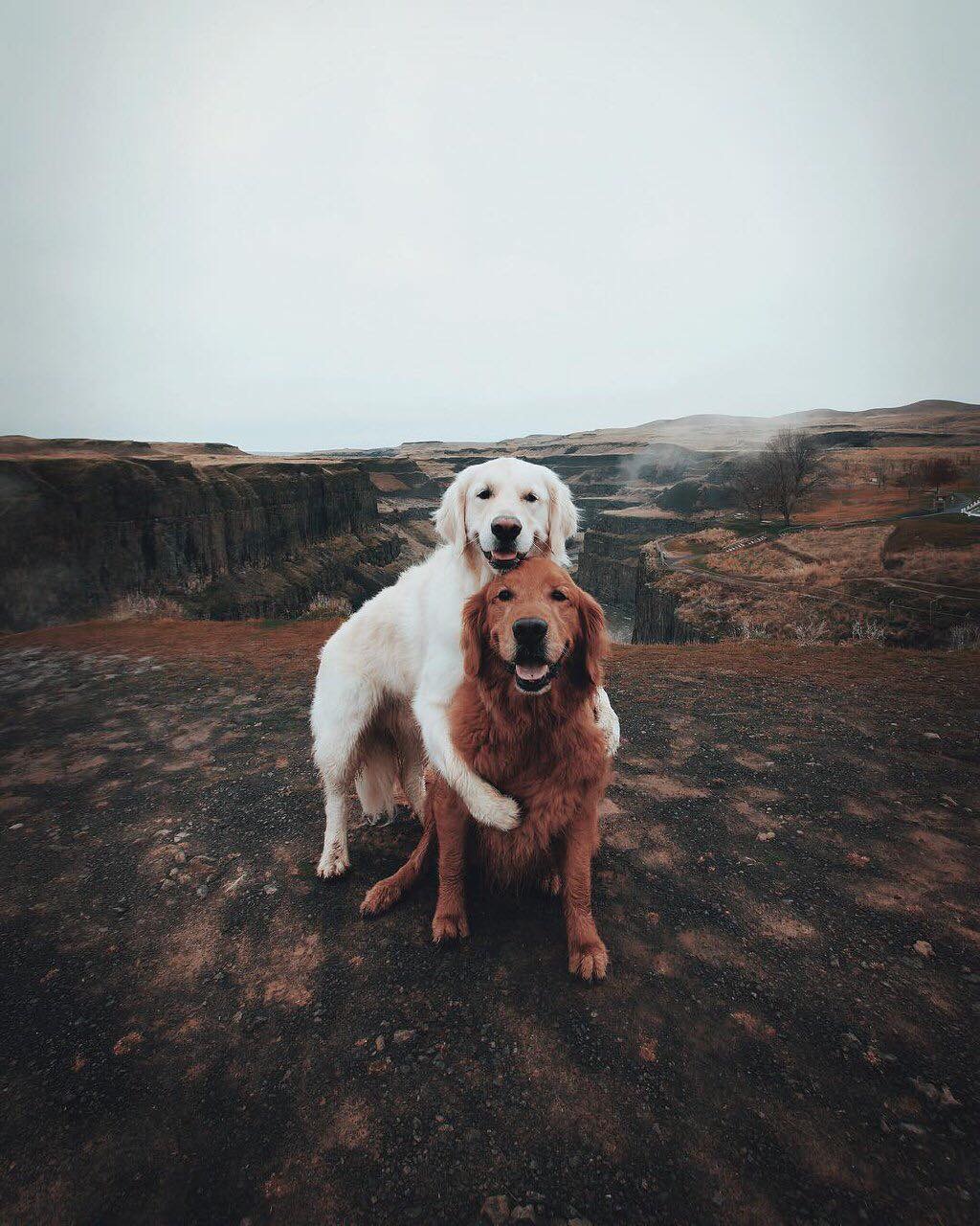due cani posano insieme teneramente abbracciati