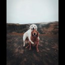 due cani posano insieme teneramente abbracciati