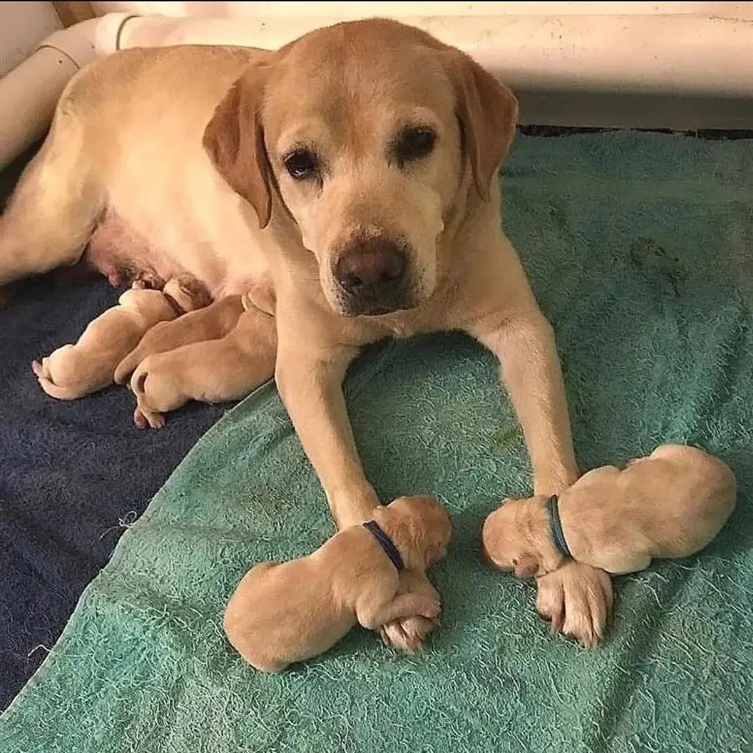 nothing overflows with more love than a mother nursing her children