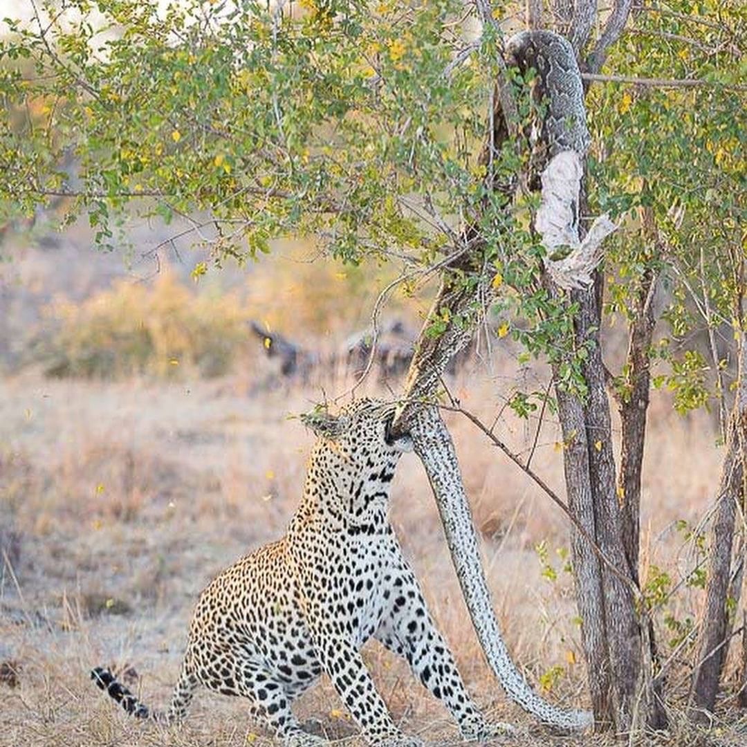Un leopardo tira giù da un albero la carcassa di un pitone