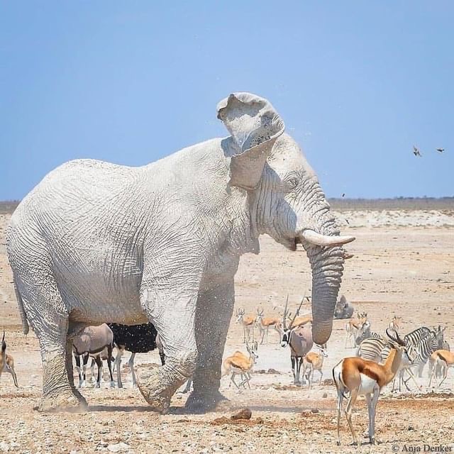 un elefante bianco, una vera rarità