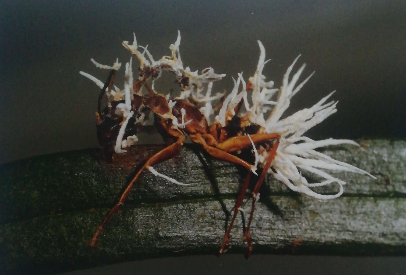 formica carpentiere infettata dal fungo Ophiocordyceps unilateralis. Le spine bianche appartengono ad un altro fungo
