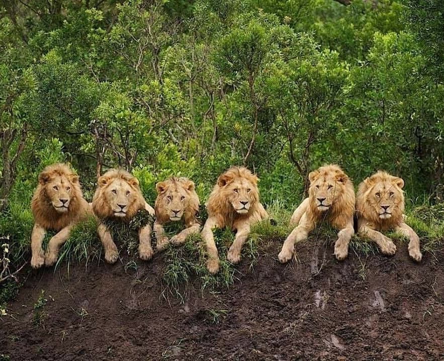 Sei leoni adulti si riposano prima della caccia