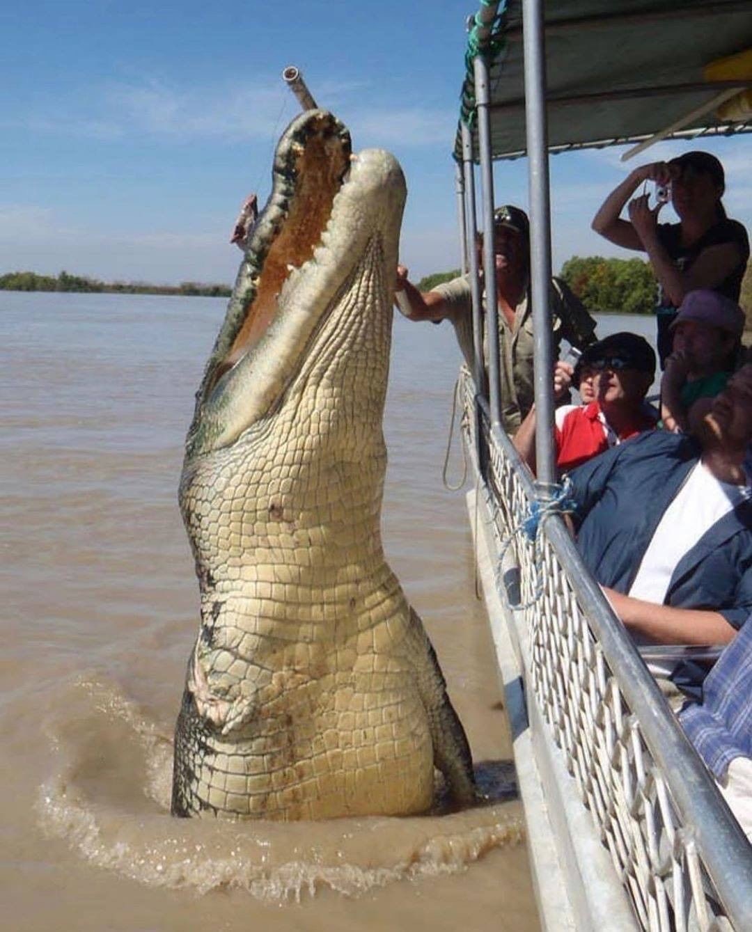 Un coccodrillo salta fuori dall’acqua