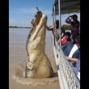 Un coccodrillo salta fuori dall’acqua