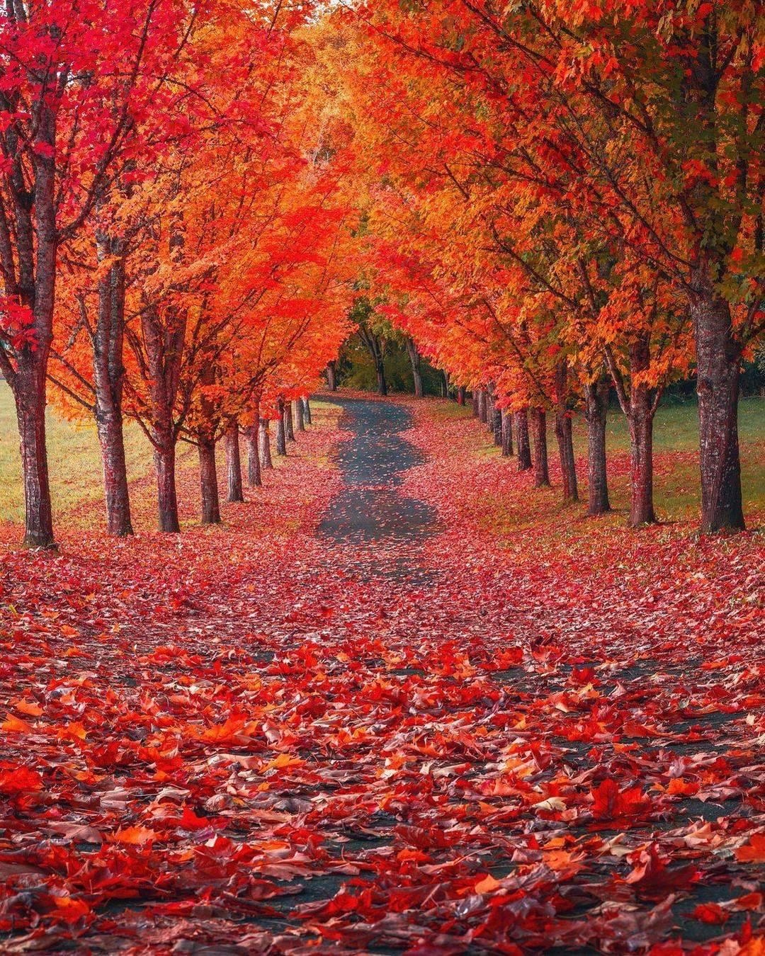 l’asfalto coperto dalle foglie rosse che cadono dagli alberi