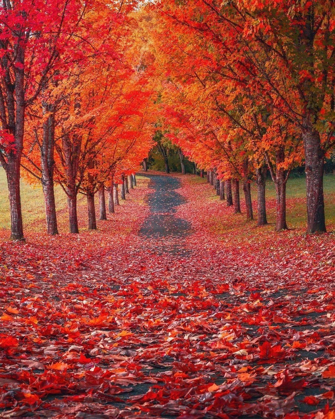 l’asfalto coperto dalle foglie rosse che cadono dagli alberi