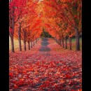 l’asfalto coperto dalle foglie rosse che cadono dagli alberi