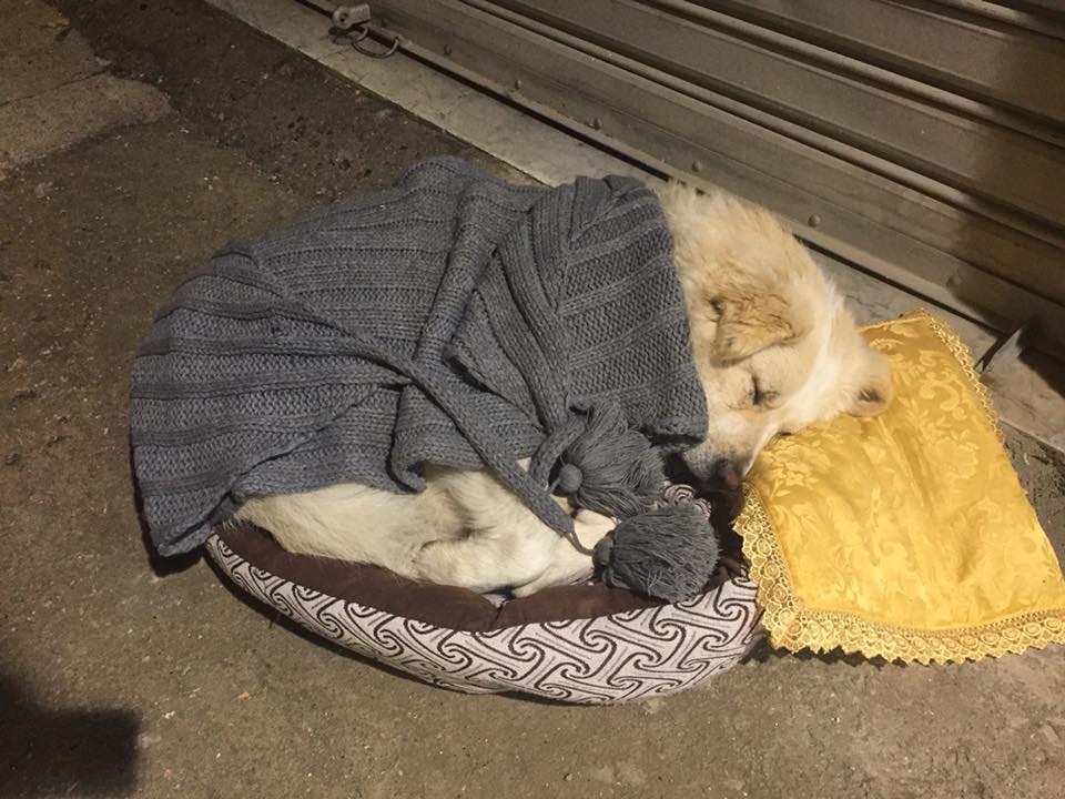 cane dorme scaldato dalla coperta che lo ripara dal freddo