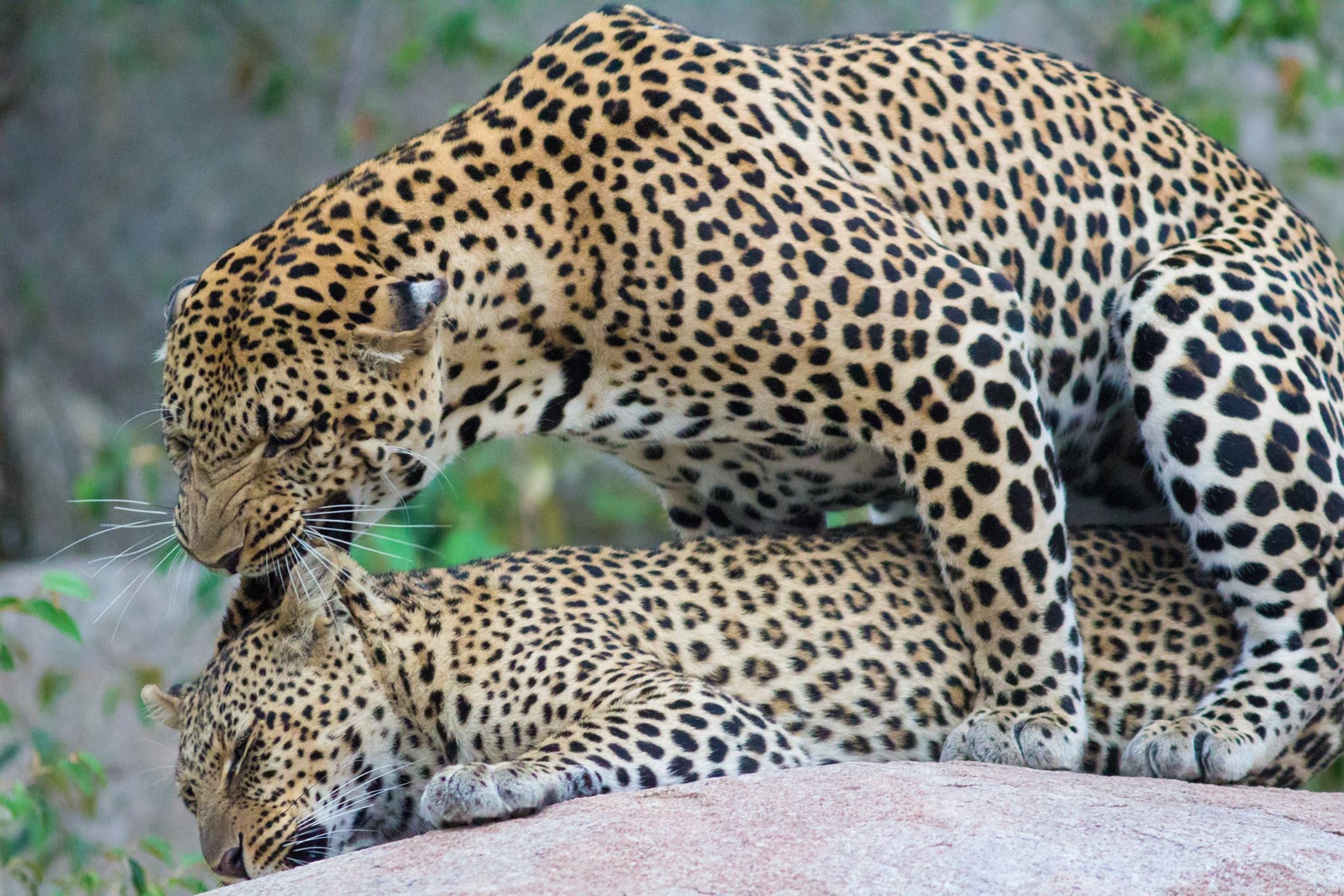 due leopardi si accoppiano senza badare alla privacy