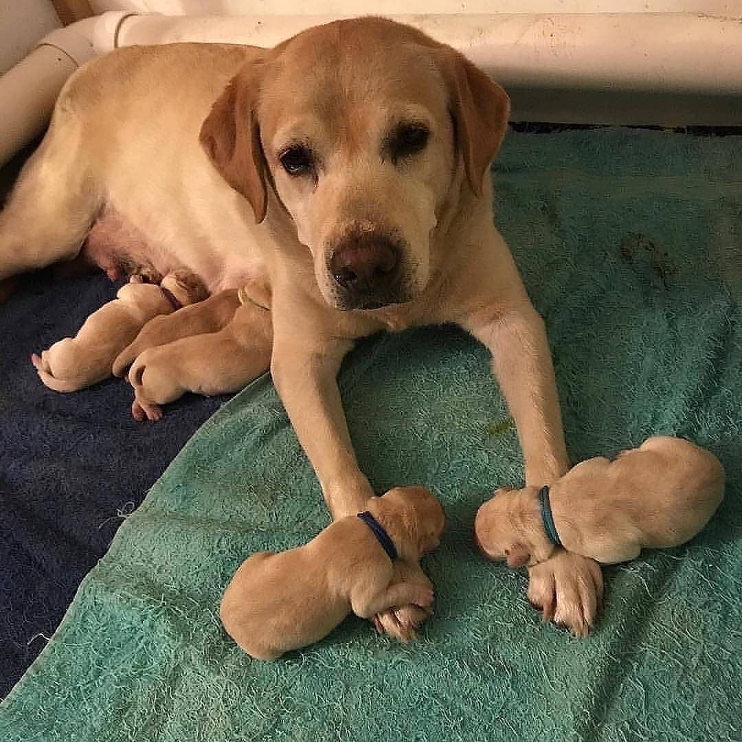 I cuccioli vogliono stare vicino alla mamma