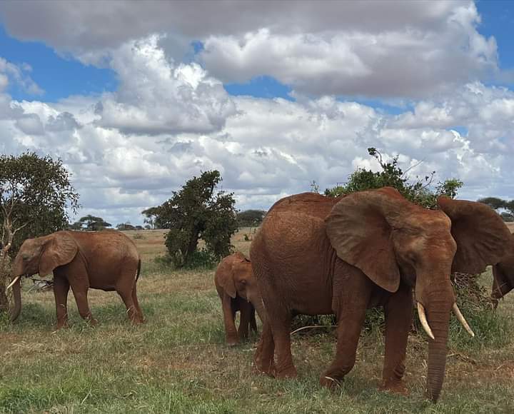 un branco di elefanti riposa in Kenya prima di rimettersi in marcia