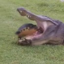 Tartaruga sfugge dalle fauci del coccodrillo