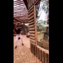 Tiro alla fune contro una tigre