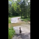un cane ed un cerbiatto si mandano a quel paese stile Tony ed Ezekiel