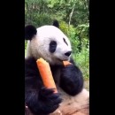 Un panda fa merenda
