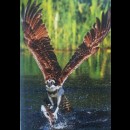 un poderoso falco pescatore in azione nel parco Konnevesi