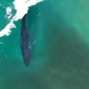Una balena cavalca l’onda