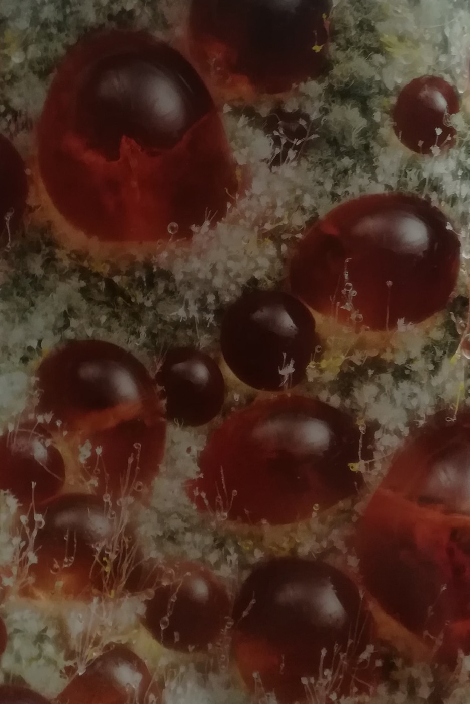 Micelio del fungo Talaromyces purpurogenus