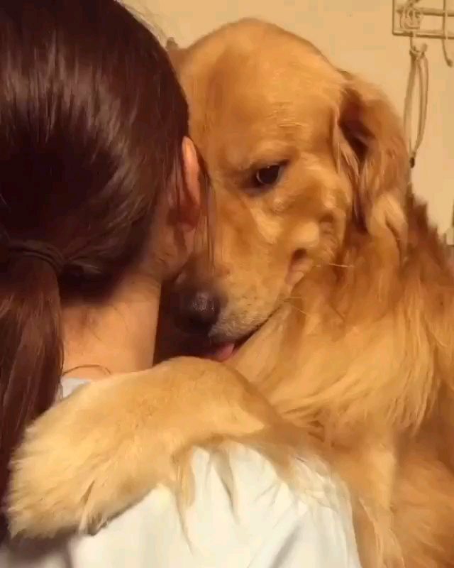 il cane vuole solo essere abbracciato, non chiede altro