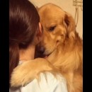il cane vuole solo essere abbracciato, non chiede altro