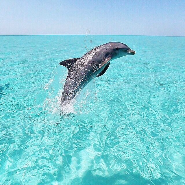 Delfino salta fuori dall’acqua